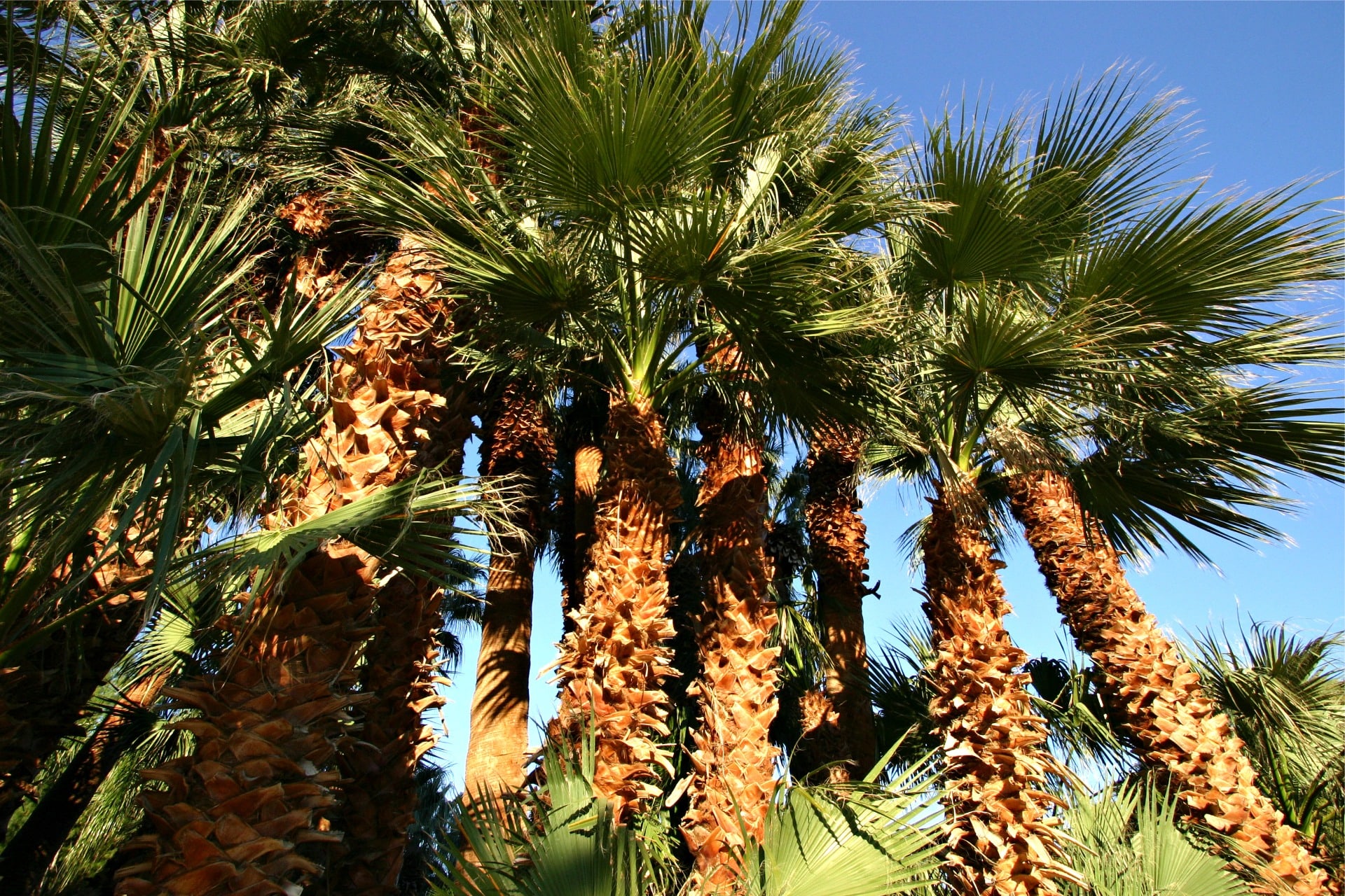 Palm Springs great palms